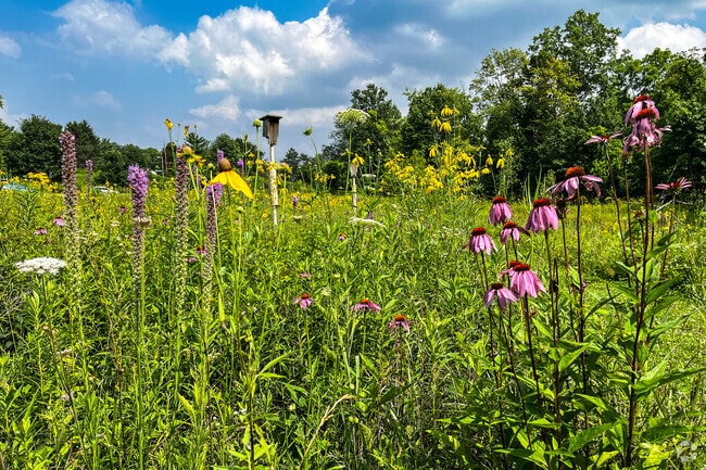 Tons of wildflowers can be spotted throughout Gahanna Woods Park.