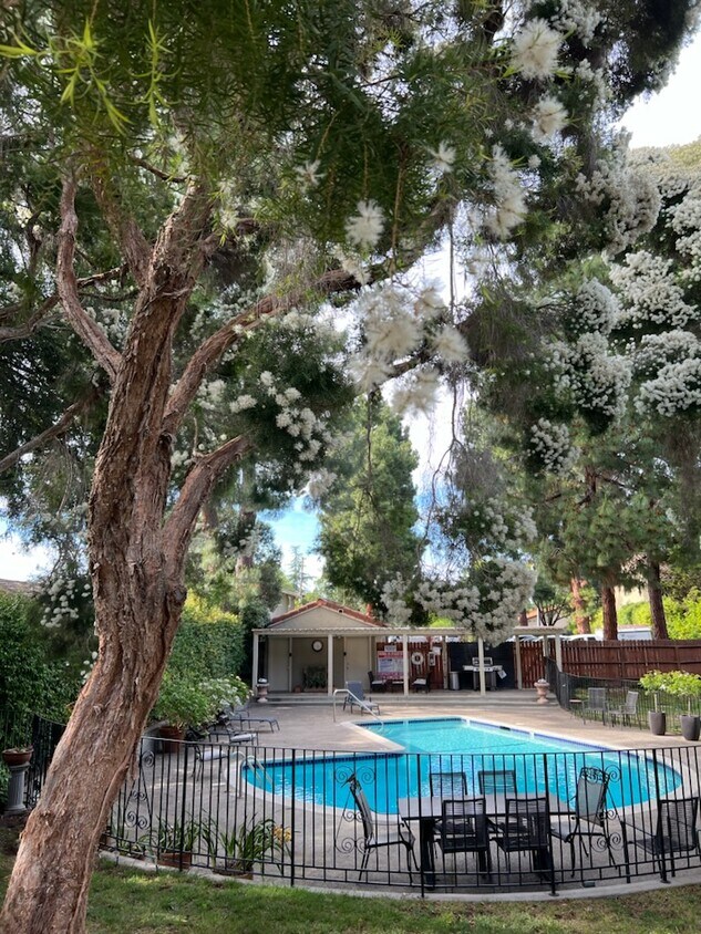 Pool and bbq area - 153 W Rincon Ave
