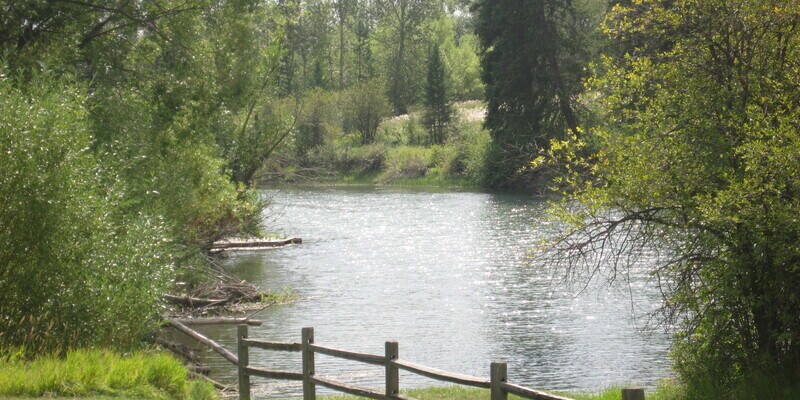 Primary Photo - Whitefish