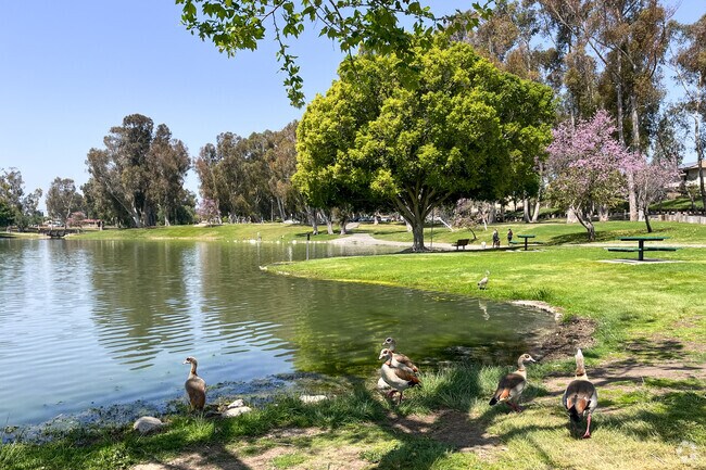 Walk around the Lake with the ducks at Tri-City Park in Placentia