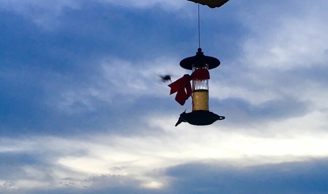 Friendly hummingbirds - 8180 Manitoba St