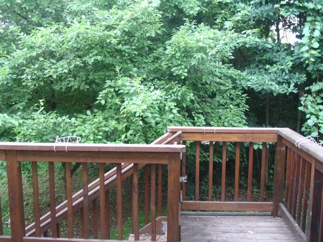 deck view - 10 South St