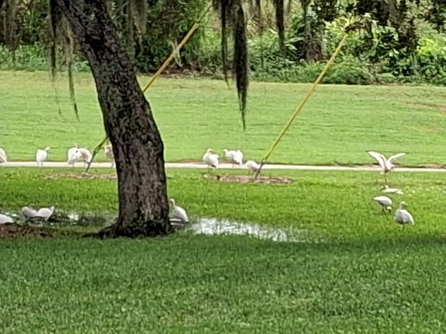 Foto del edificio - 7 Vista Gardens Trl