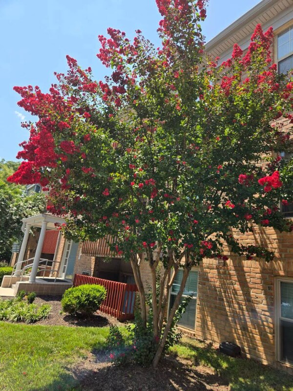 Foto del edificio - 6 Banyan Wood Ct