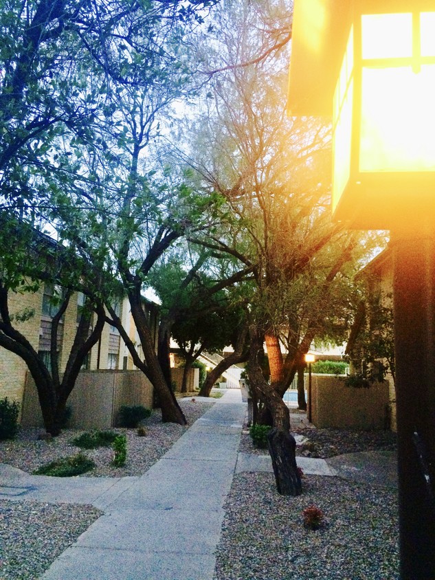 Mature trees - Cliff Dwellers