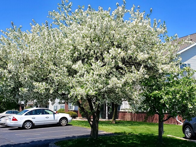 beautiful landscape - Park Ridge Apartments