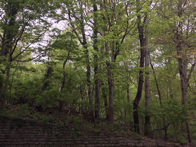 NH_Woodlake_536048_p1_kc_v2_031324 - 3581 Amberacres Dr