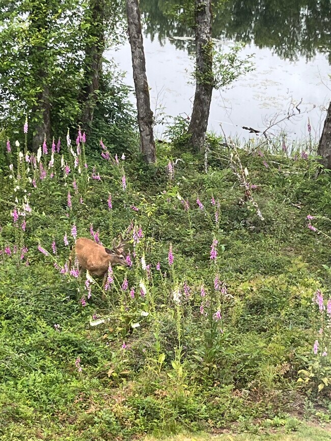 Foto del edificio - 15116 NE Grantham Rd