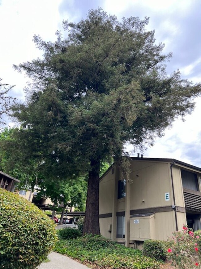 Foto del edificio - Beautifully remodeled 1 bedroom & 1 bath unit near Six Flags in Vallejo