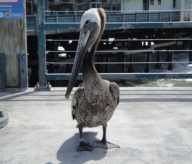 Picture of Redondo Beach