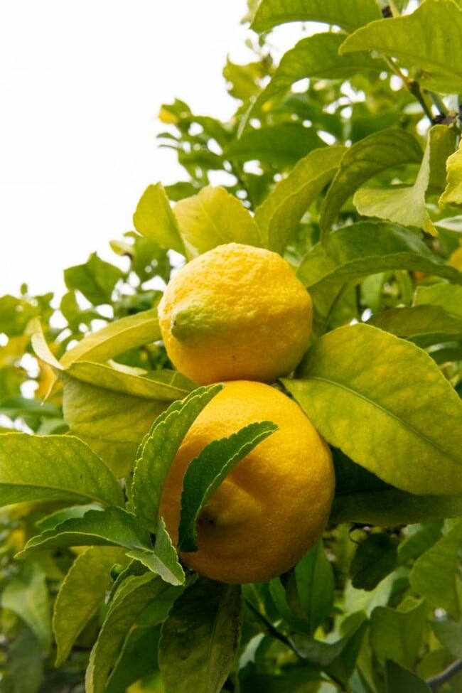 Building Photo - 602 Chiquita Ave