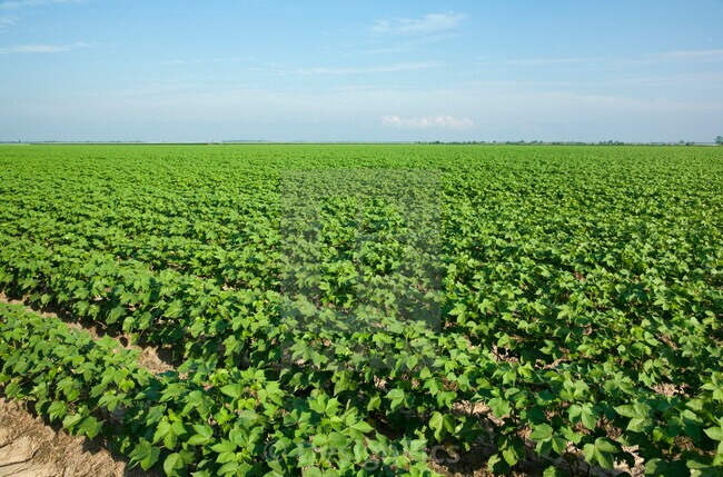 Campo de algodón de una cuadra de distancia - 3907 E Pinto Valley Rd
