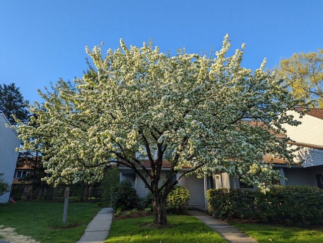 Enjoy the blooms of the trees and gardens surrounding the unit - 4 Chelsea Cir