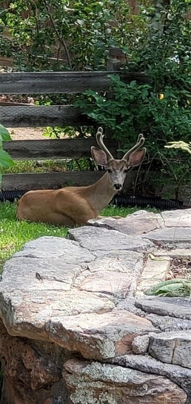 Photo - 1512 S Yank St House