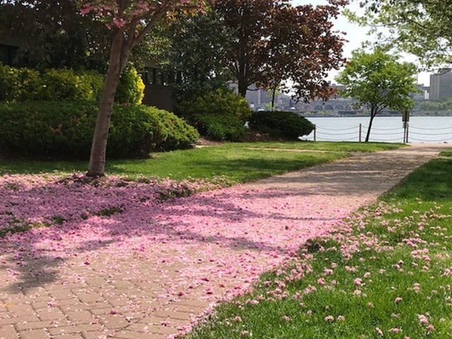 Springtime at Mariner's Landing - Mariner's Landing Apartments