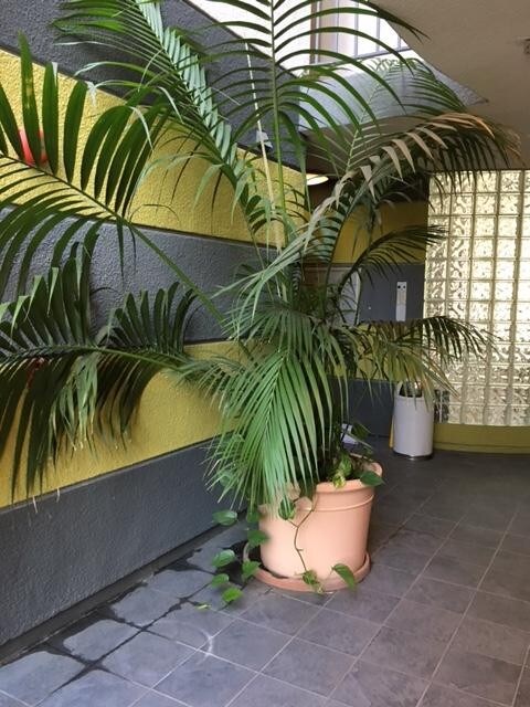 Foto del edificio - 884 Palm Ave