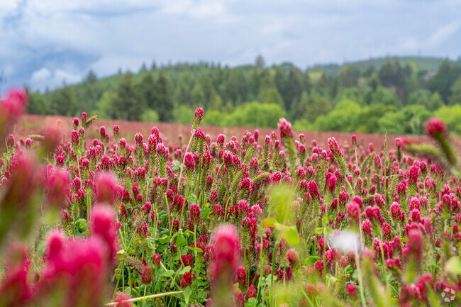 A red clover field bursts with color near Thatcher Park in Forest Grove.