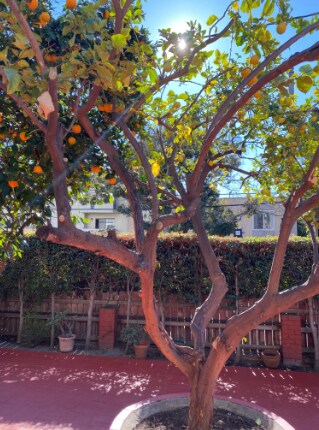 Foto del edificio - 7137 Hawthorn Ave