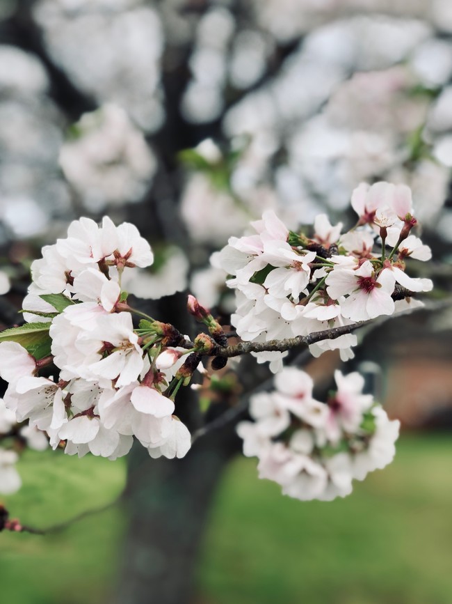 Blooms - Lafayette Village