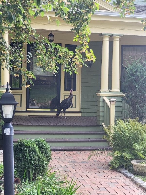 Photo - 9 Woodland Ave (Medford, MA)