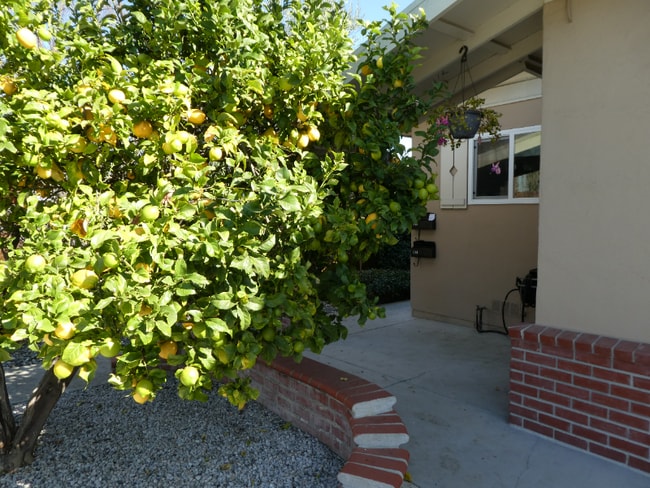 Building Photo - 974 Rose Ave