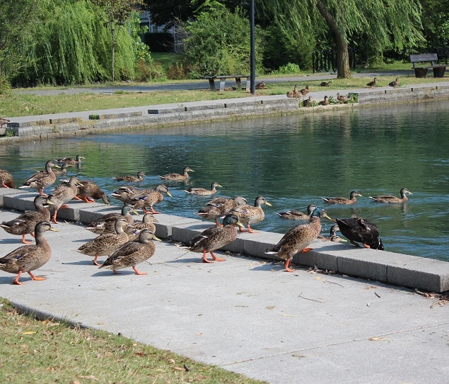 A sunny day at Wilkins Lake