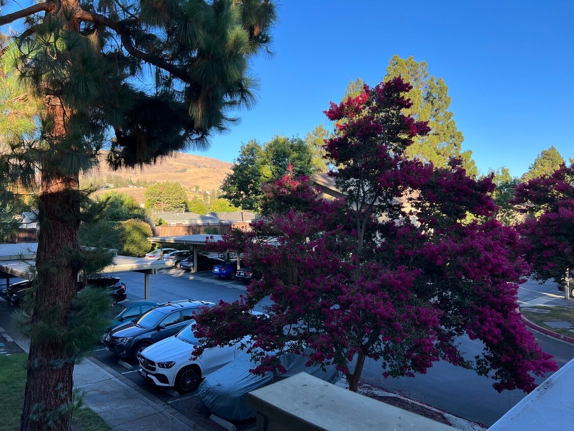 46856 Fernald Common Unit 36, Fremont, CA 94539 Condo for Rent in