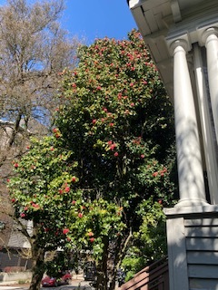 Snapdragon Exterior - 1508 16th Ave