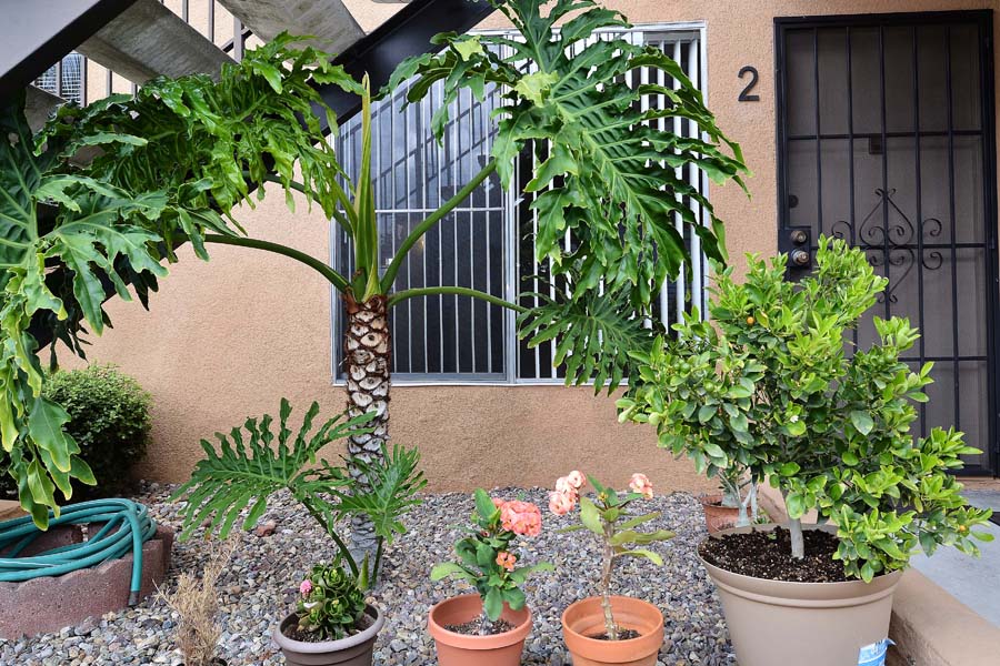Landscape - 4622 Hamilton St