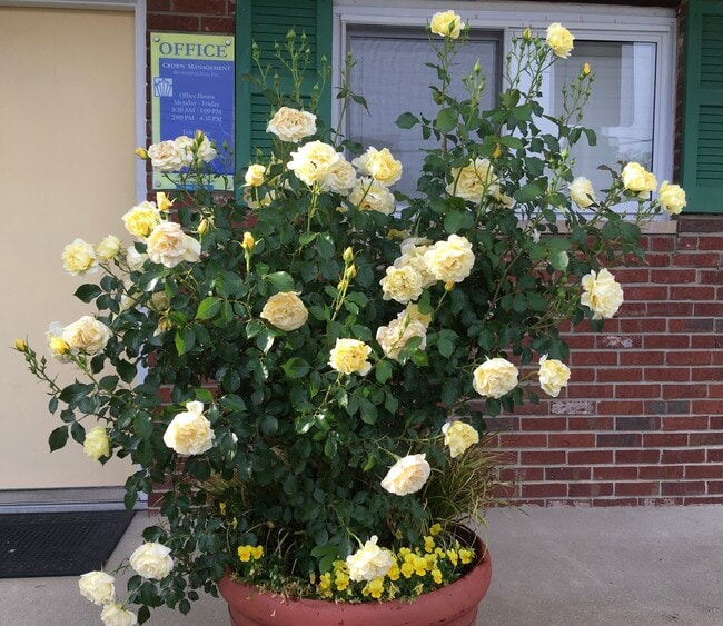 Office Roses - Sunflower Place - Full Unit for Rent