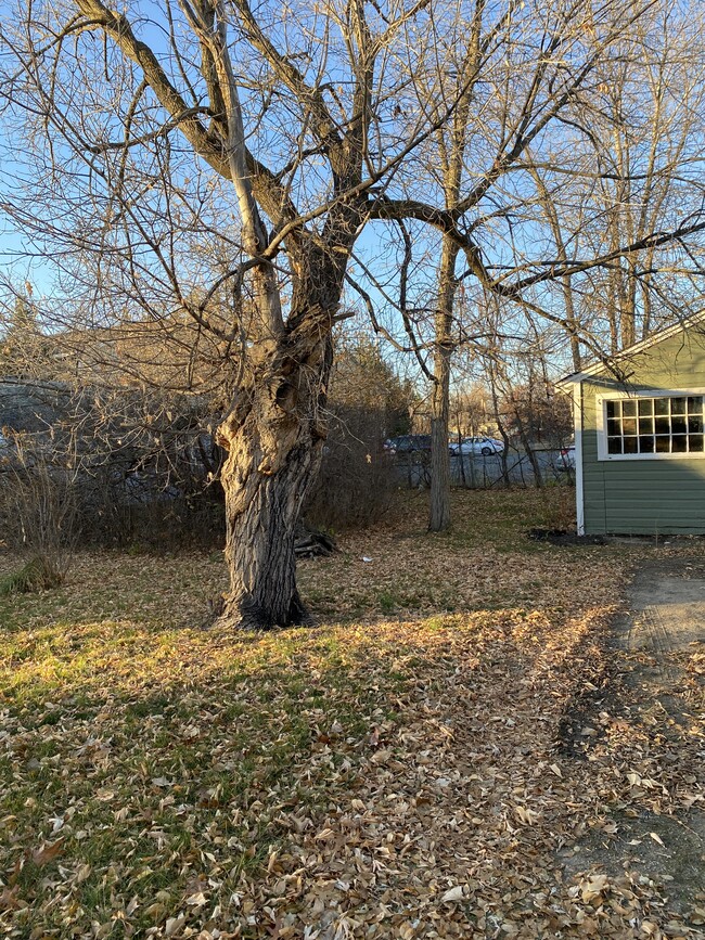 Side yard with lilac bush - 505 24th St NW