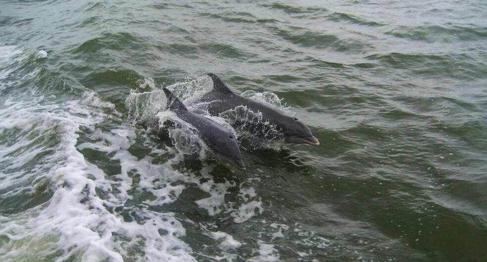 Picture of Harlingen