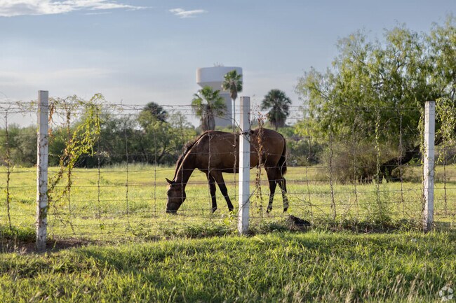 A horse grazes in a field in East Brownsville.