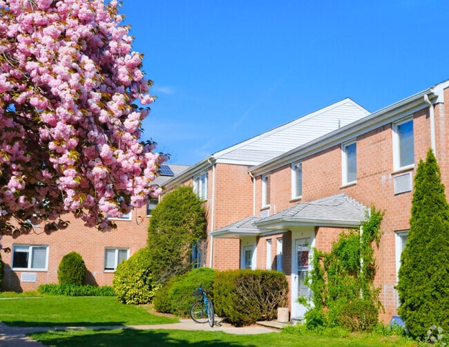 Cherry Blossom - Short Hills Terrace