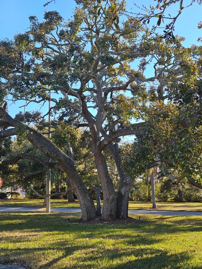 Photo - 129 Camphor Cir Apartment