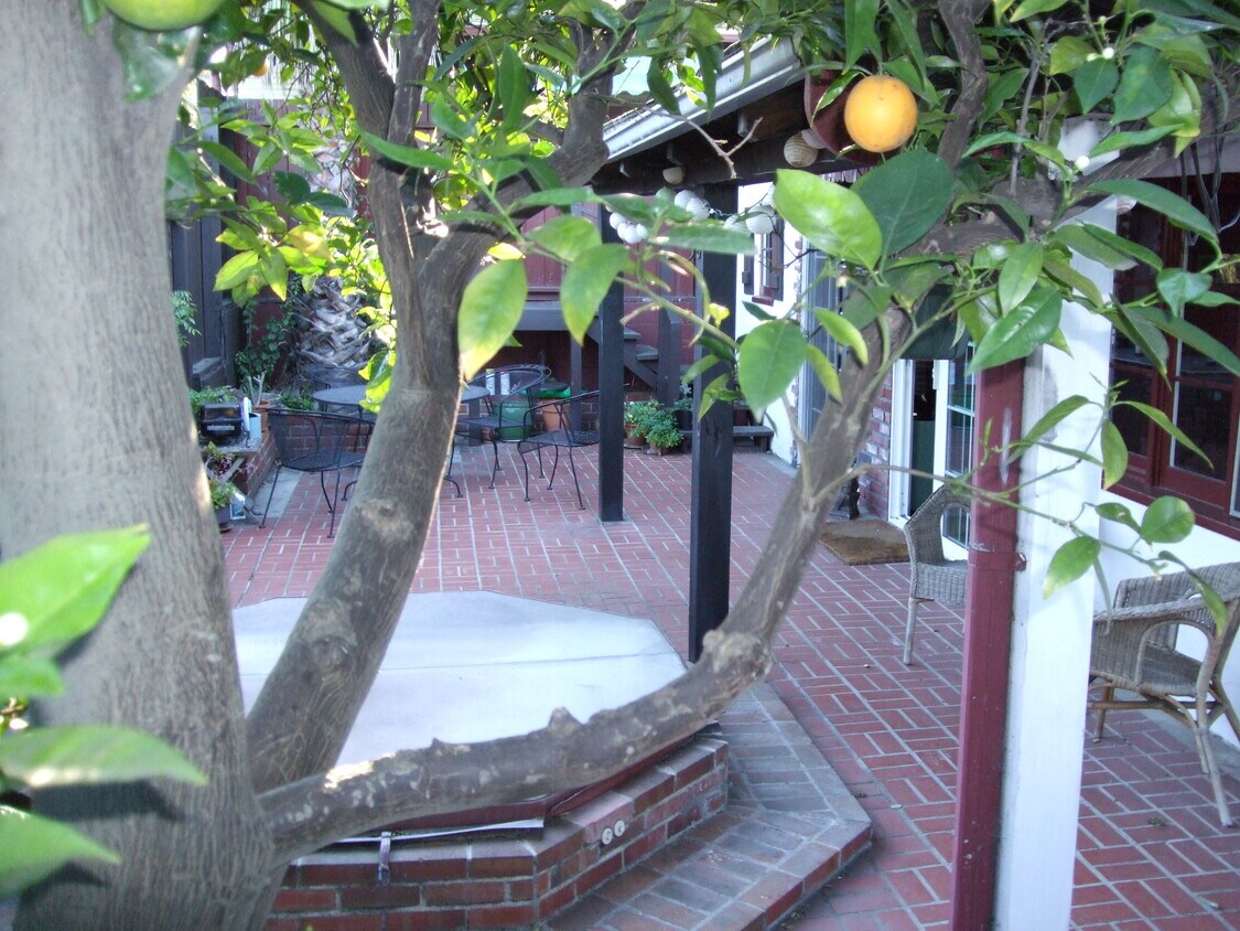 Patio with hottub, orange tree - 1926 Walcott Way