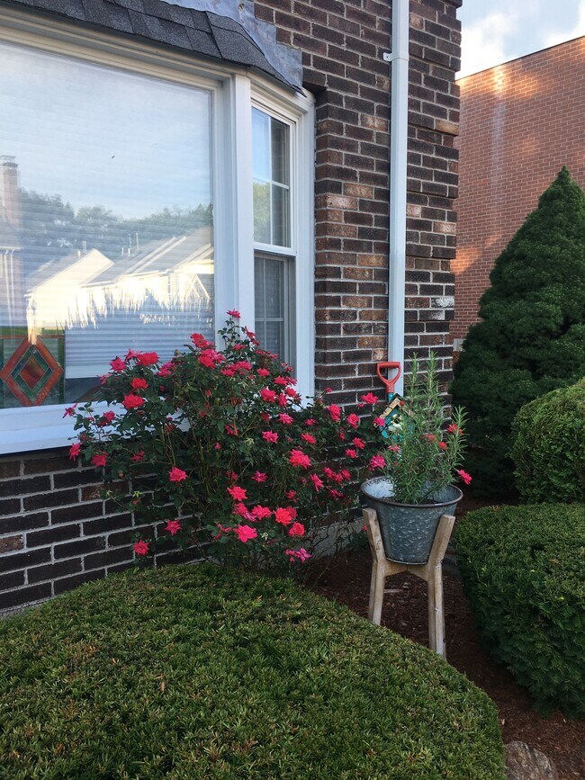 Rose bush - 13 Boylston Ln