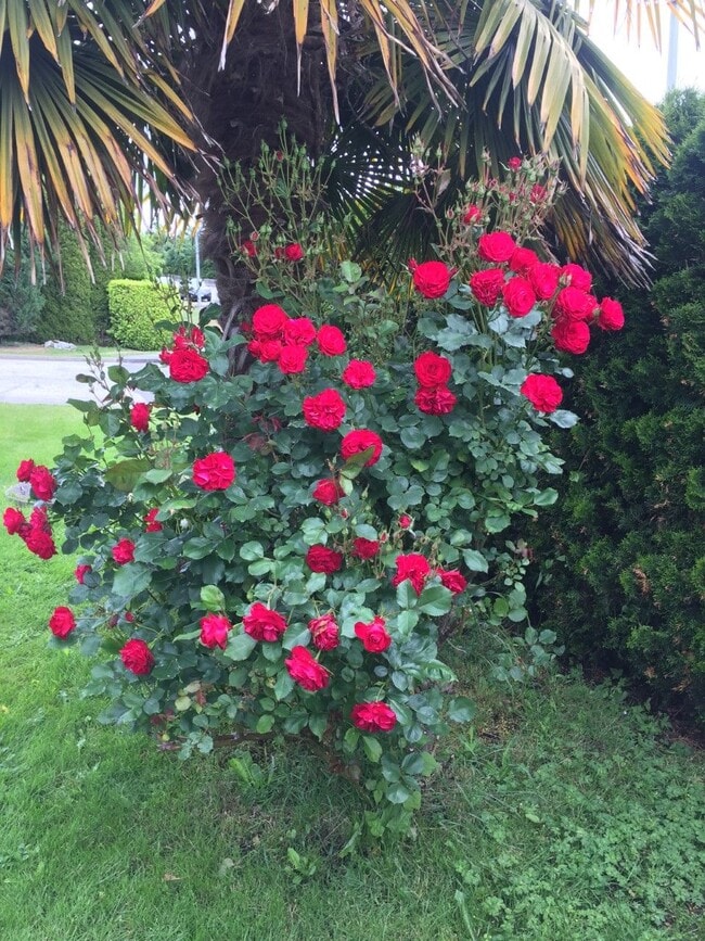 Building Photo - 2501 Mahon Av