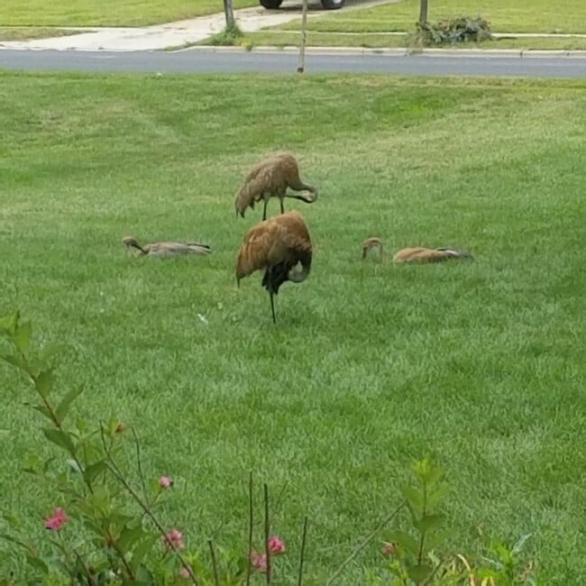Resident Cranes - 3030 Patty Ln