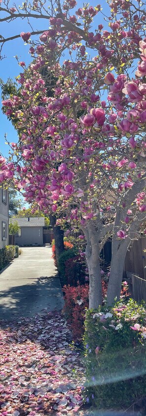 Driveway - 4134 Abel Ave