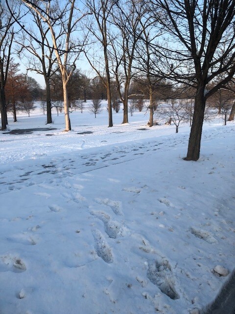 See the deer trails? - 7080 Jamieson Ave