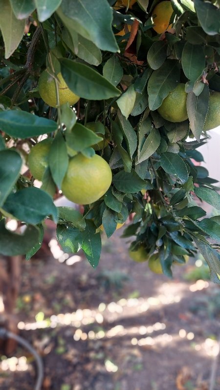 Building Photo - 9204 Old Castle Rd