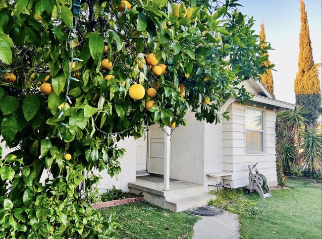 Grapefruit tree in front of house - 12433 Terra Bella St
