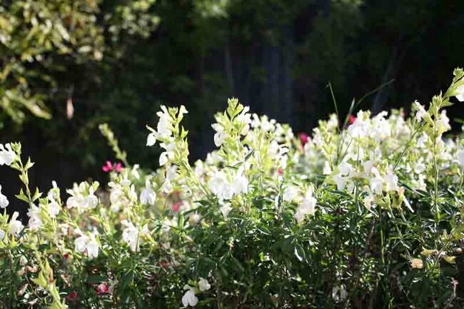 Foto del edificio - 104 Clinkscales Rd