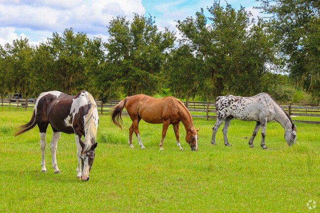 Horse farmers enjoy the wide open and spacious lots in the City of Lakeland neighborhood.