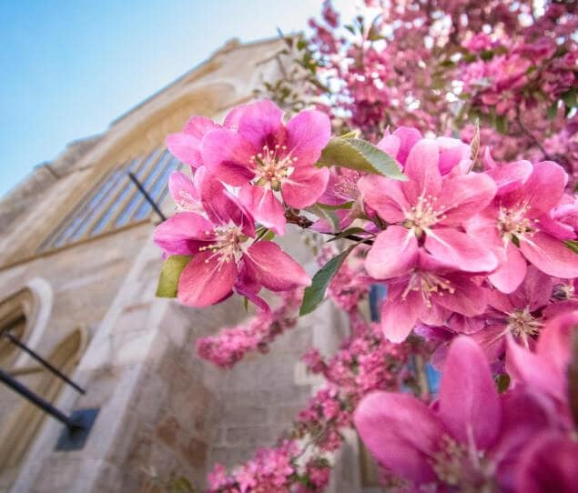 Flowers bloom outside a South End Cathedral