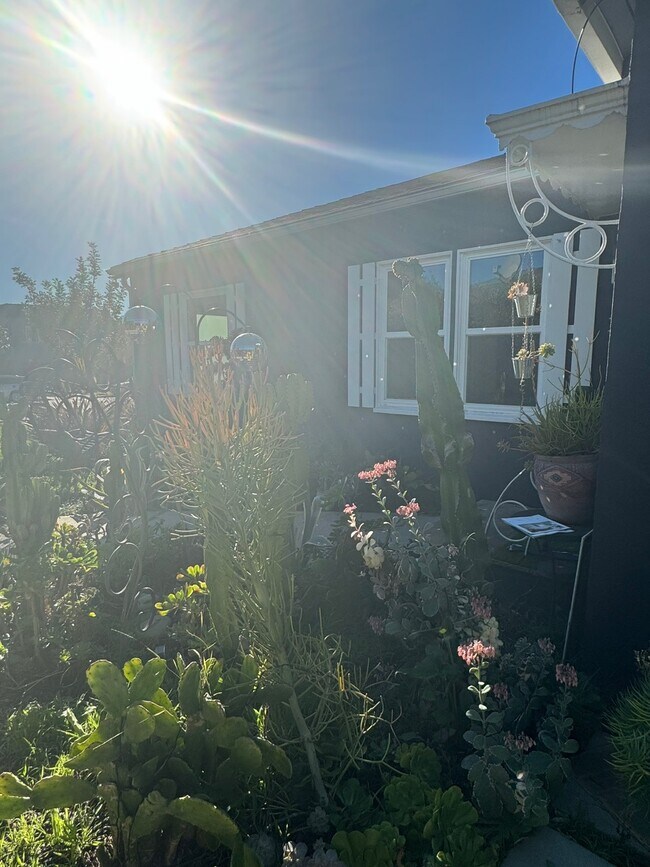Lush succulent garden - 1515 Hauser Blvd
