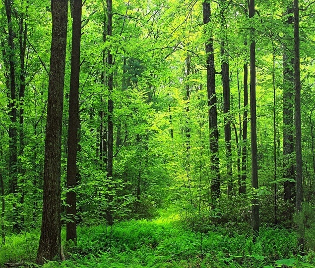 Forest near Greensboro