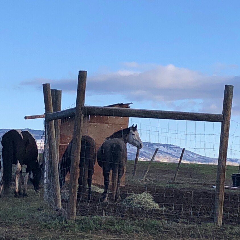 equestrian residents - 24475 Amanee Ln