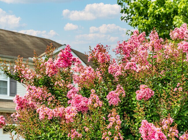 Crepe Myrtle trees can be found all over the La Vergne neighborhood.